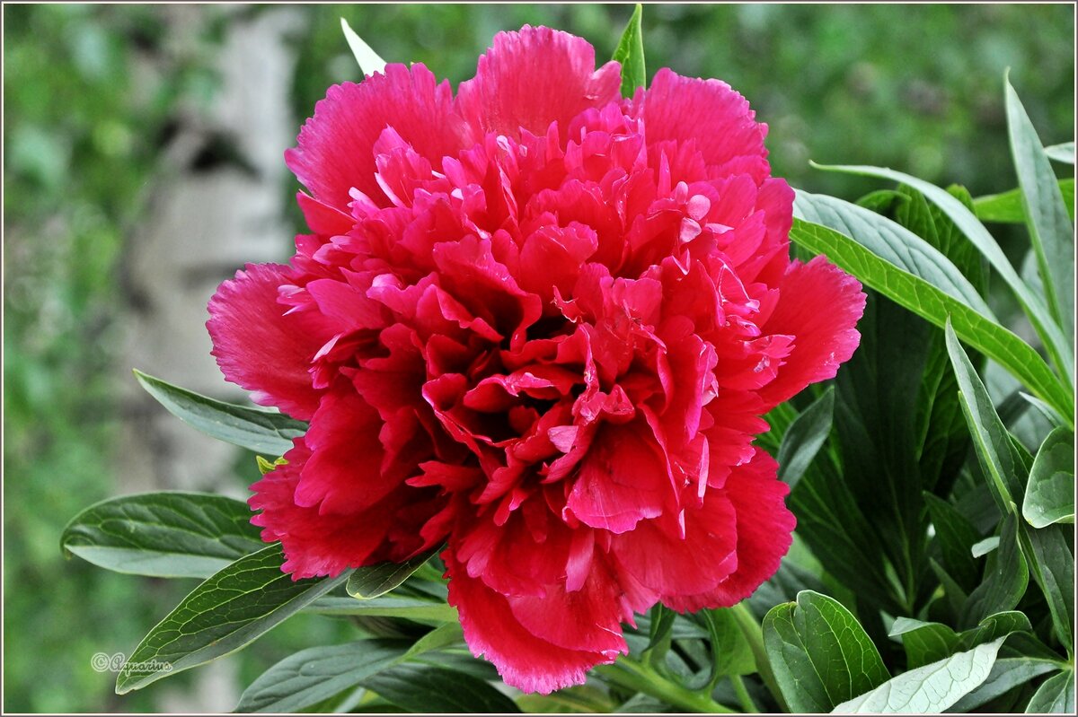 Про июнь - Aquarius - Сергей Про июнь - Aquarius - Сергей