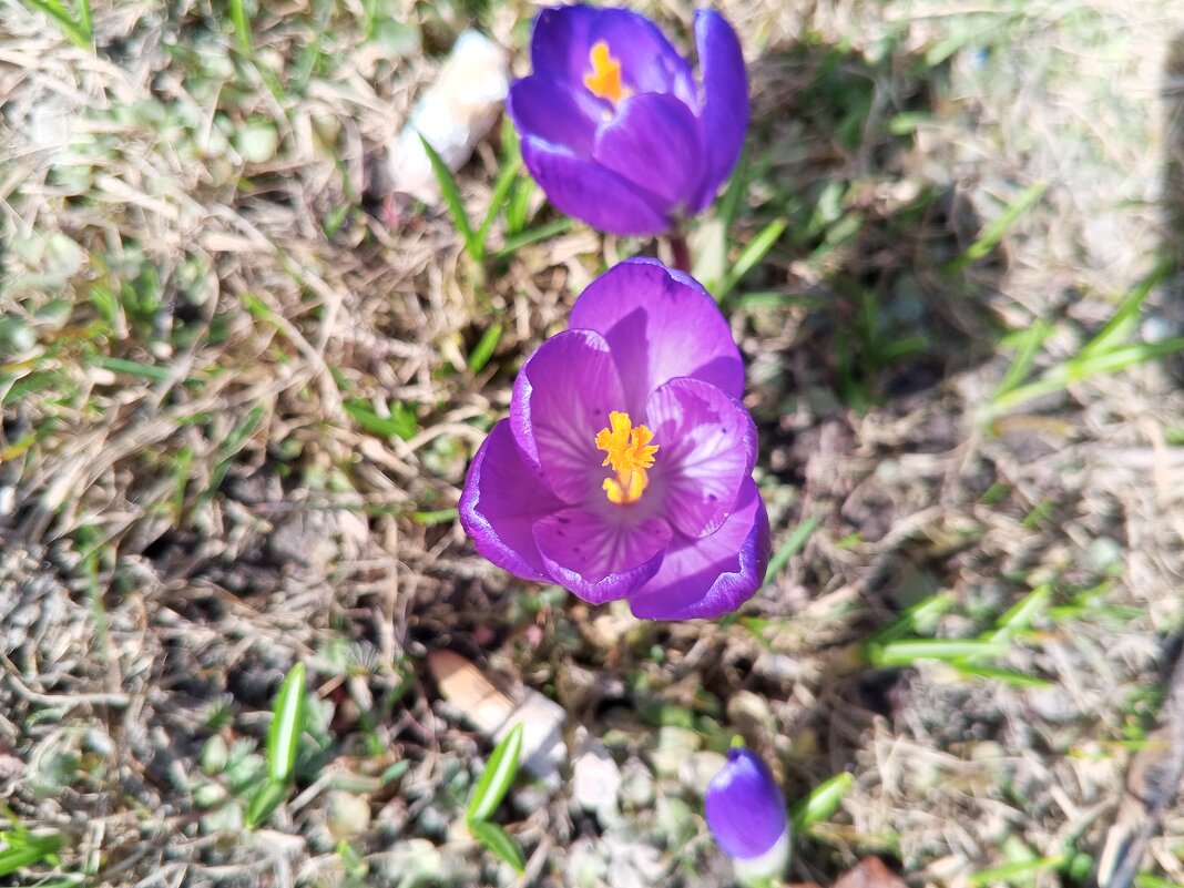 Крокус - Сапсан 