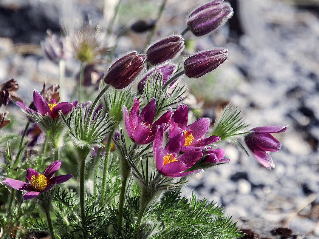 сонтрава - Андроник Александр 