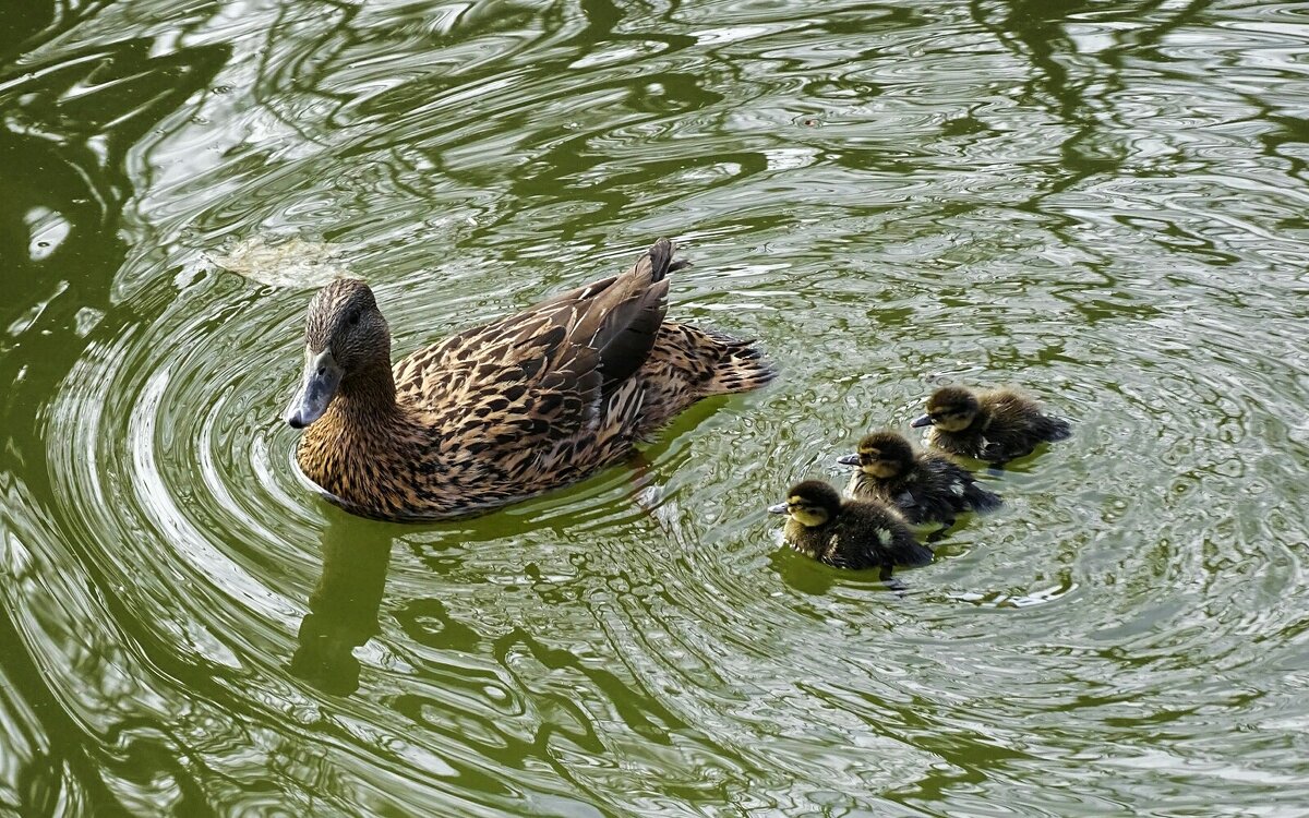 Кряква с выводком в городском саду. - Милешкин Владимир Алексеевич Кряква с выводком в городском саду. - Милешкин Владимир Алексеевич