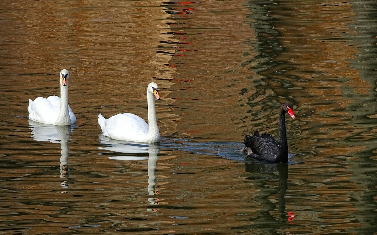 Лебеди городского сада. - Милешкин Владимир Алексеевич 