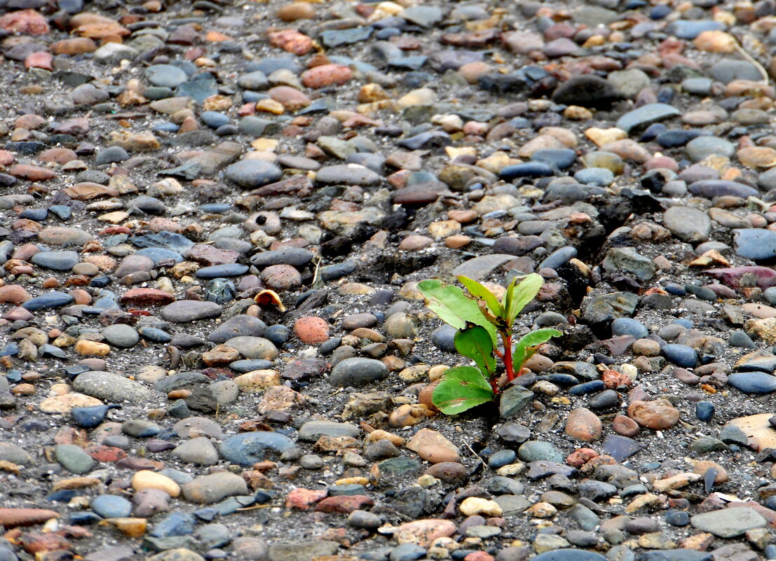 Жажда жини. - nadyasilyuk Вознюк Жажда жини. - nadyasilyuk Вознюк