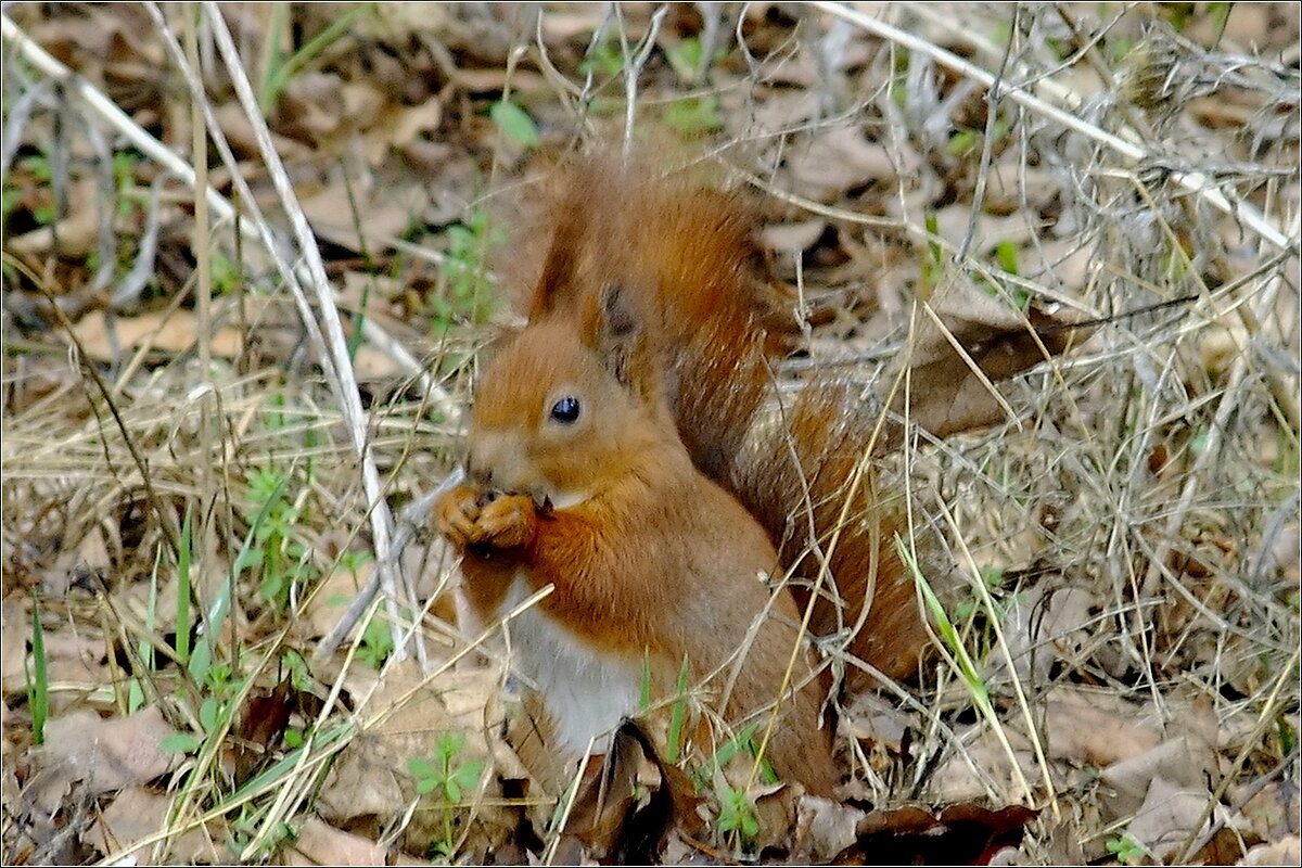 Белочка - Фёдор Меркурьев