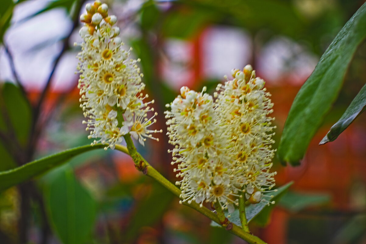 Лавровишня - Giant Tao / Лавровишня - Giant Tao /