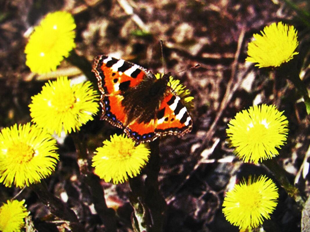 Весенние радости - Людмила Смородинская