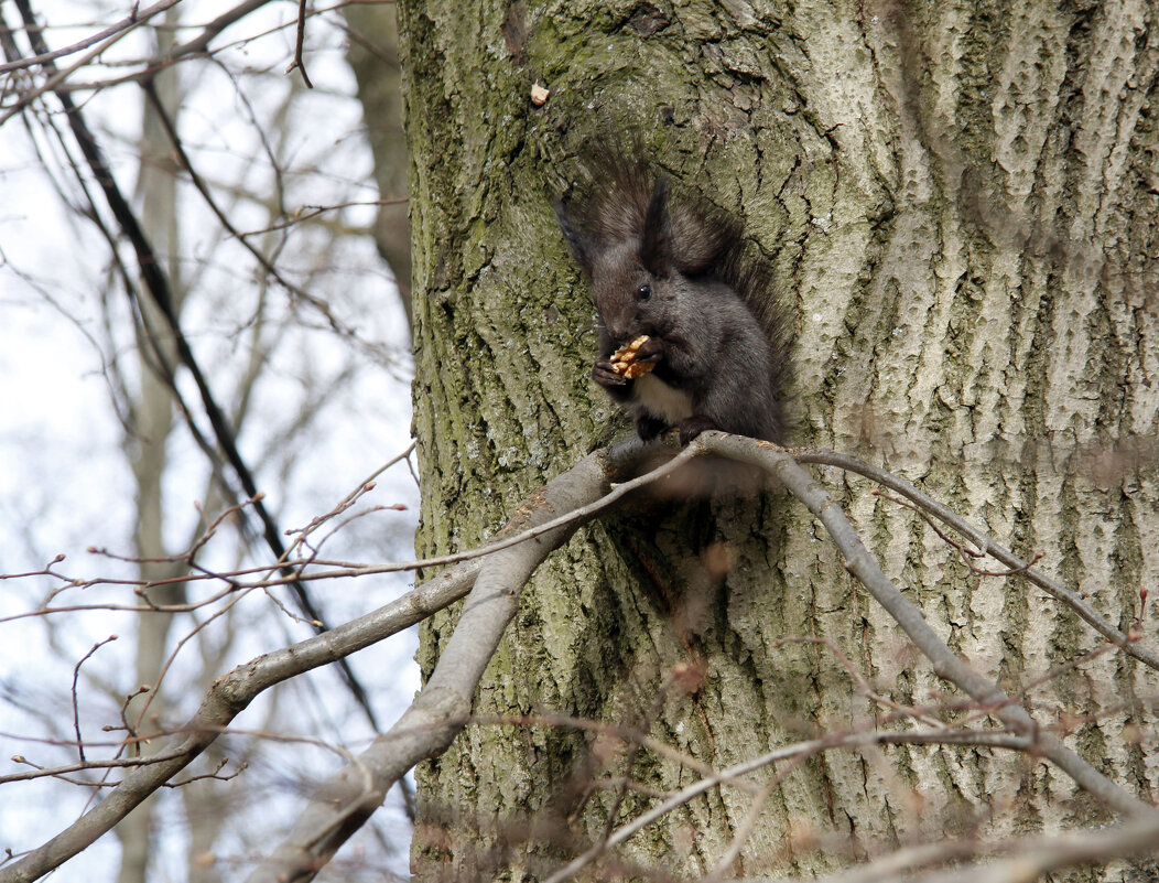 Обеденный перерыв - Евгений Шафер
