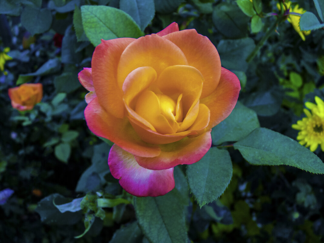 Роза  Флорибунда - Валентин Семчишин