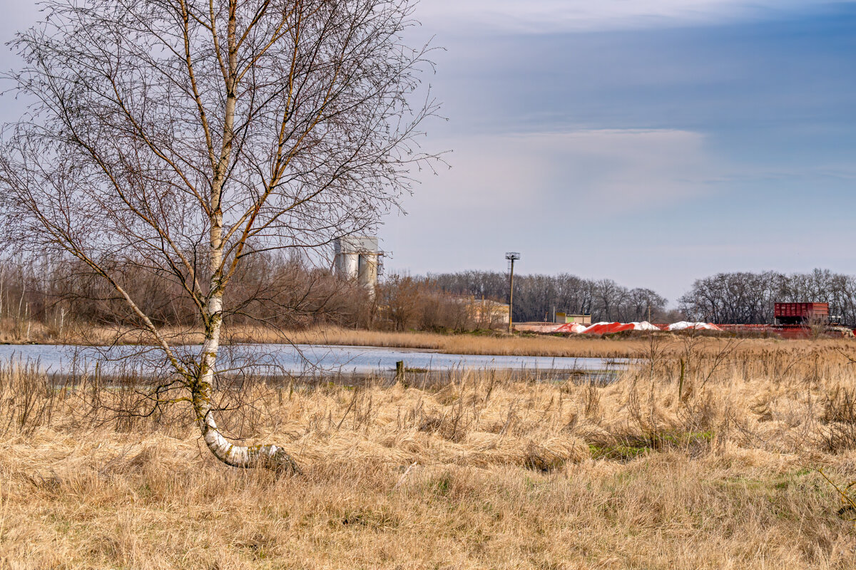 Березка - Игорь Сикорский