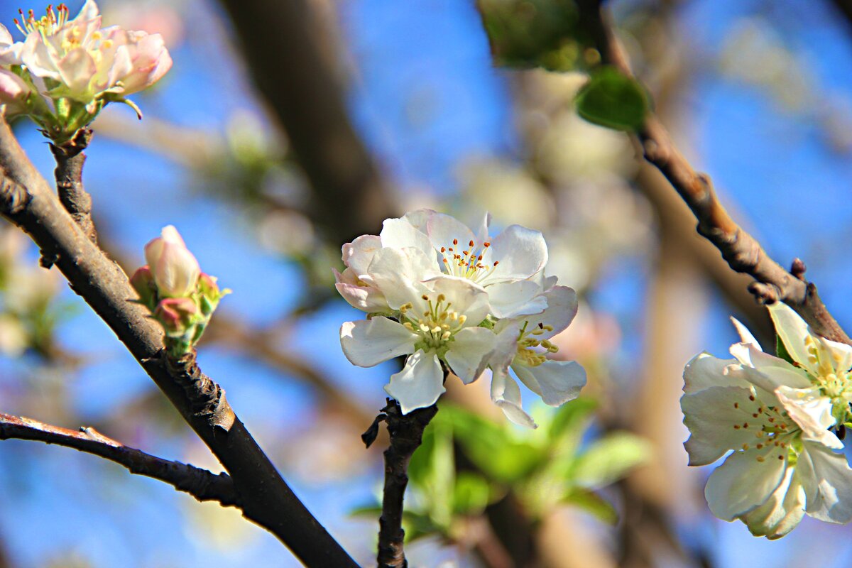пора цветения - Николай пора цветения - Николай