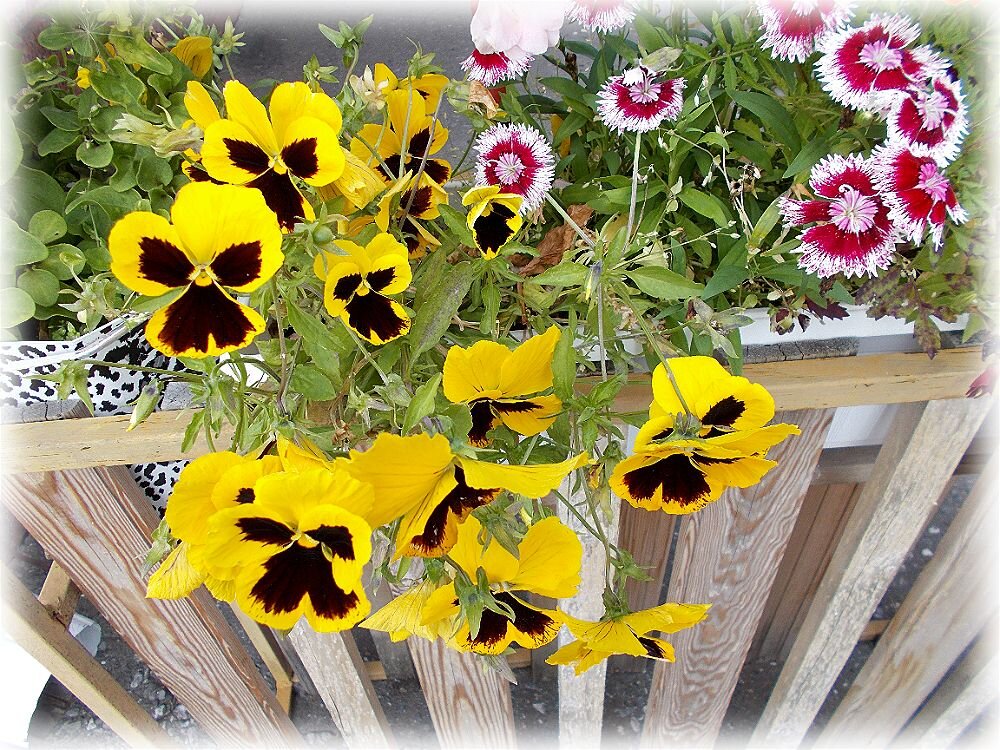 Летнее - Alisia La DEMA