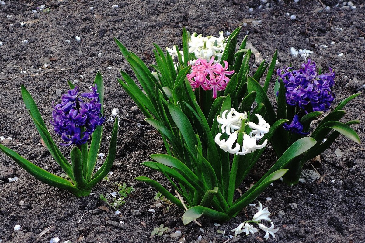 Гиацинт - Рита Симонова Гиацинт - Рита Симонова