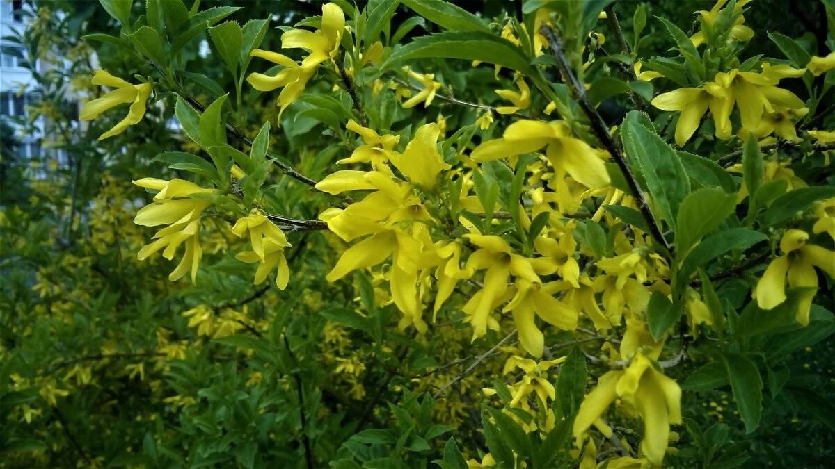 ,,, - Сергей Тимоновский