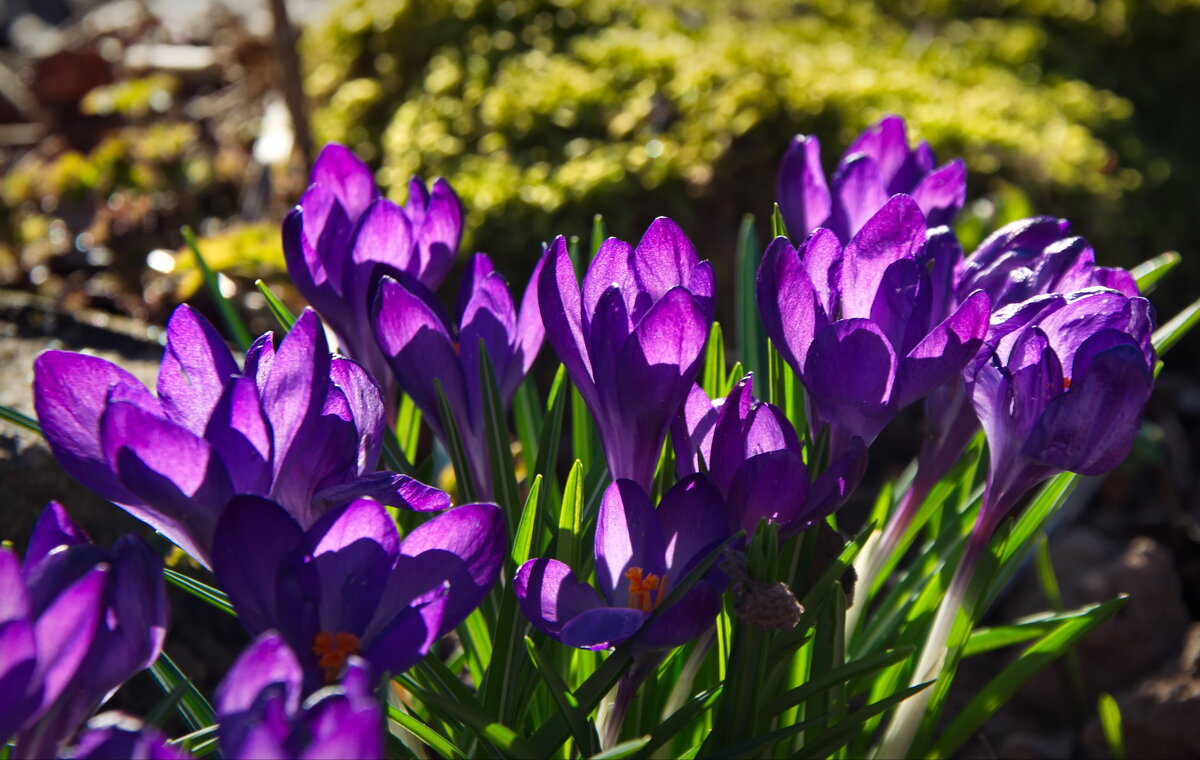 Крокусы - lady v.ekaterina