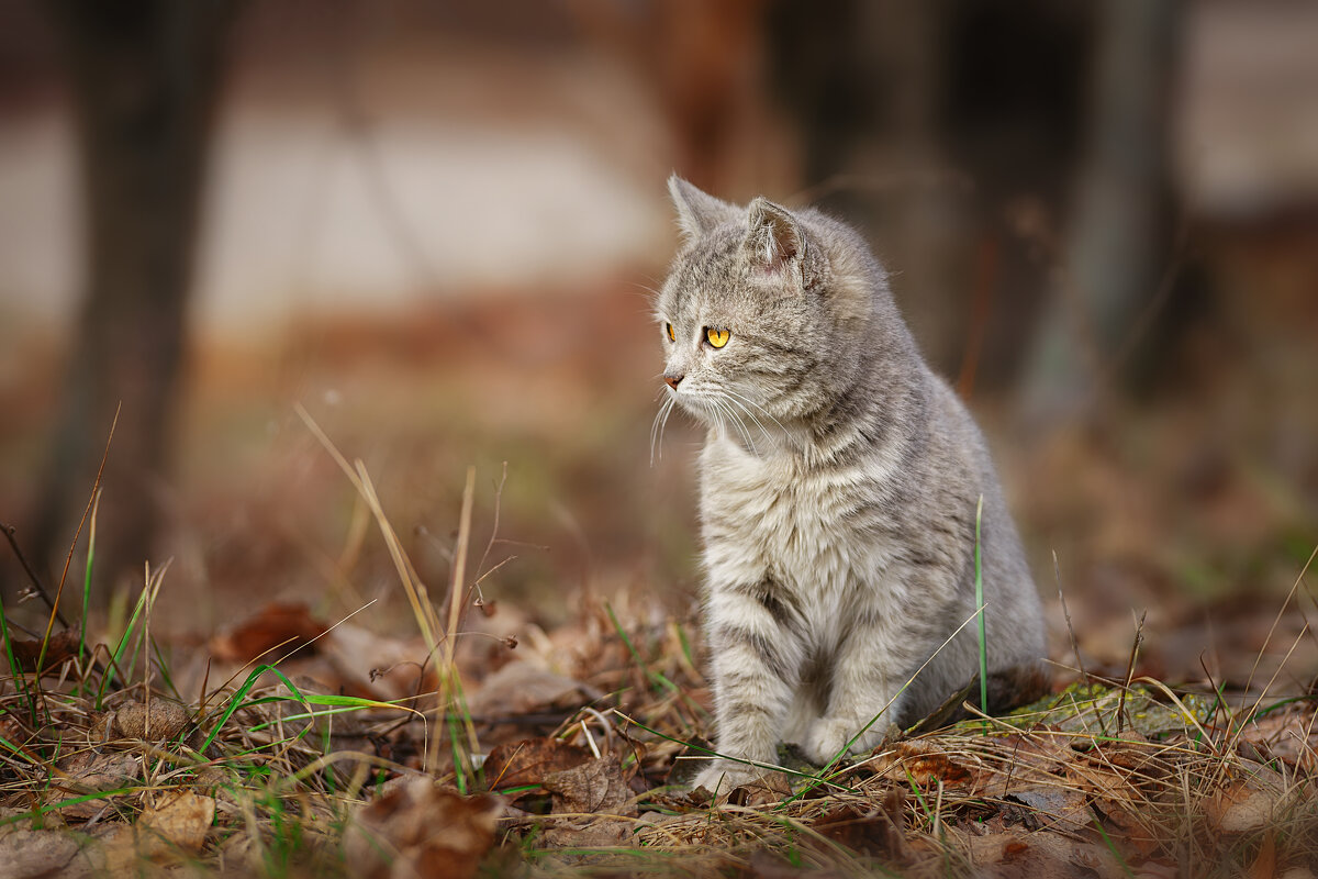 Котёнок - Alex Bush Котёнок - Alex Bush