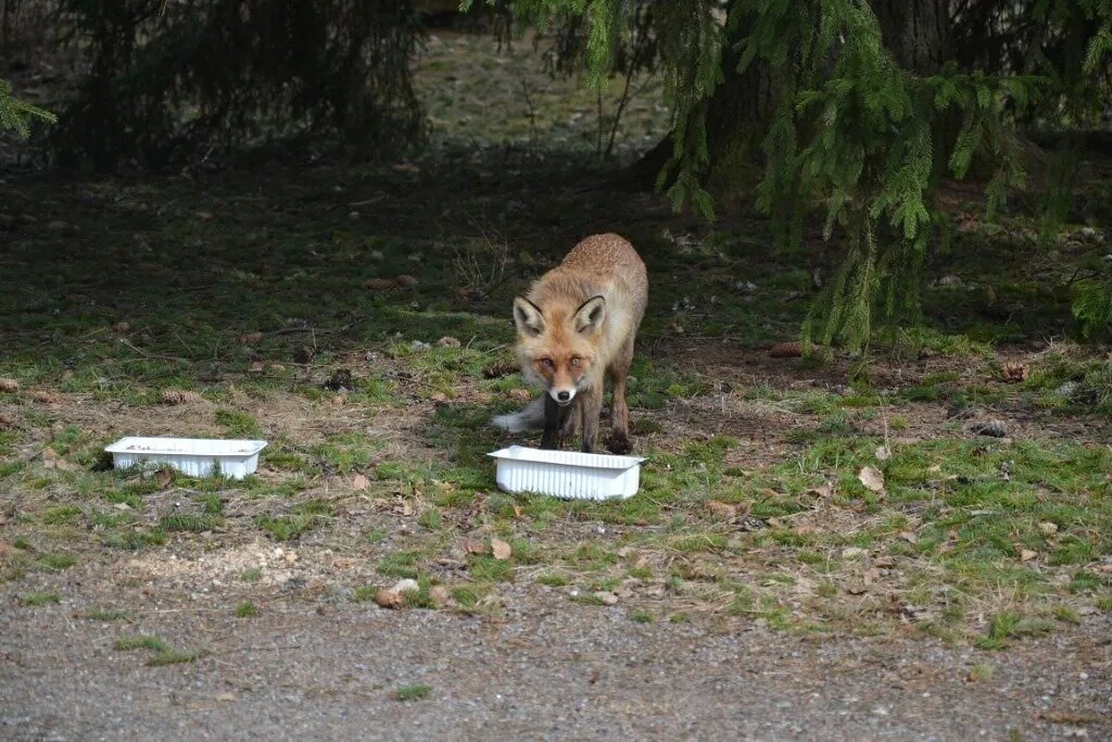 Что-то не очень похожа лиса на дикое животное - Надежда 