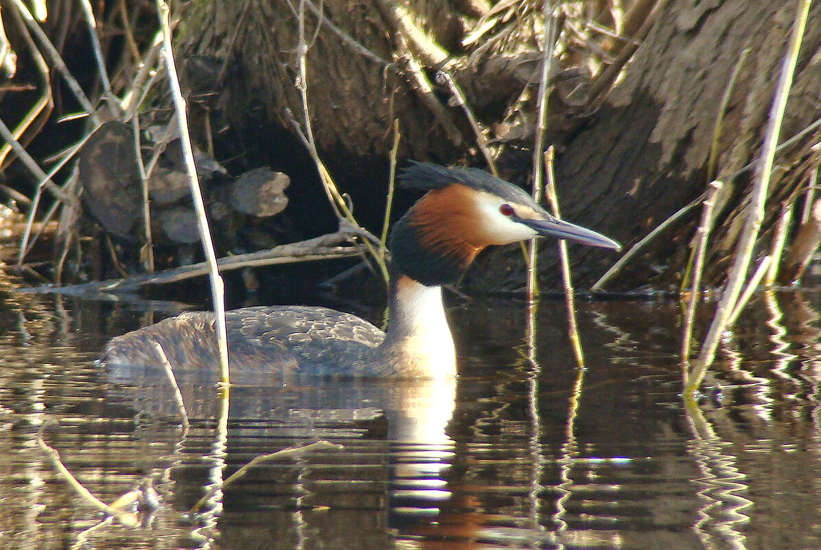 чомга или большая поганка - gawrilа - dan