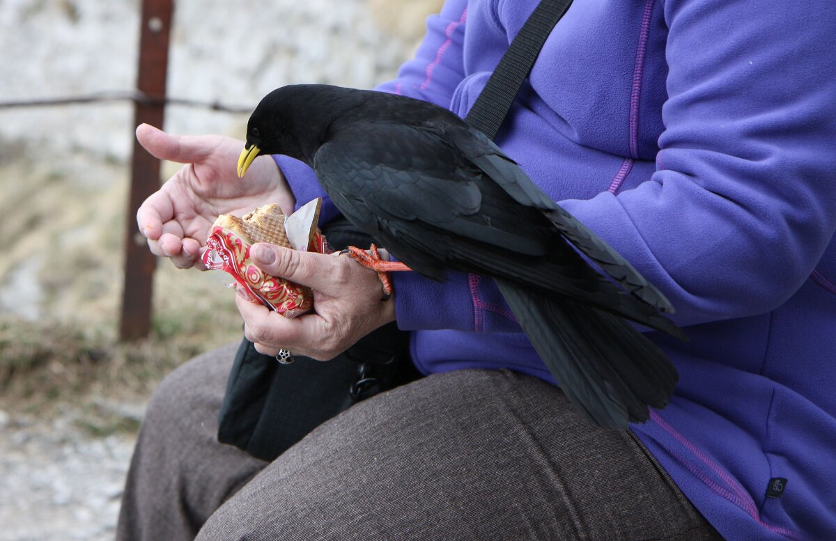 Кормление с рук, Альпы - ZNatasha - Кормление с рук, Альпы - ZNatasha -
