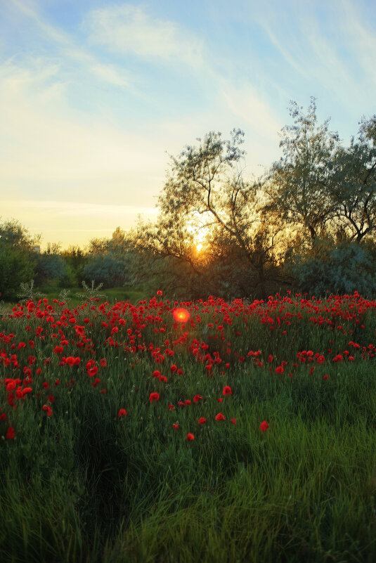 *** - Яна Горбунова
