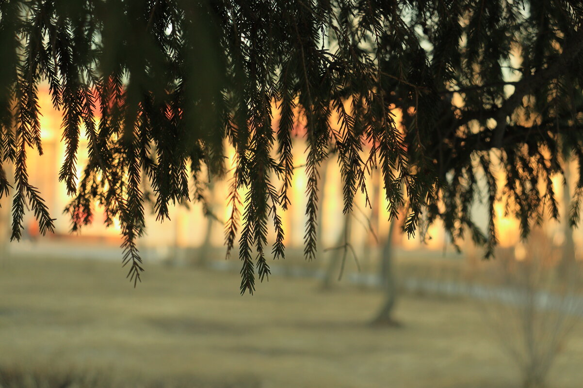 *** - Александр Николаев *** - Александр Николаев