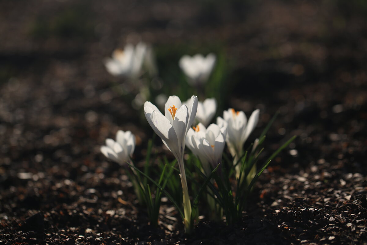 Крокусы в Зарядье - Ninell Nikitina