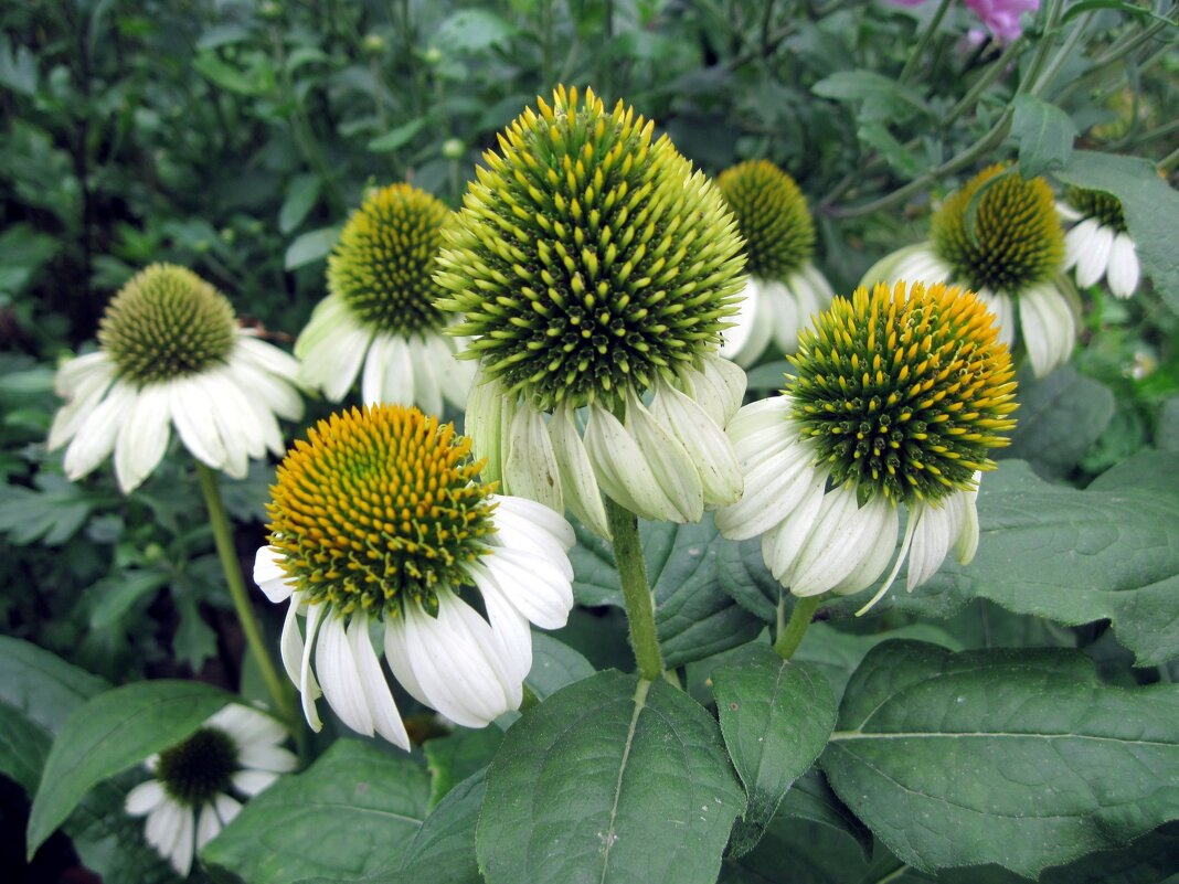 Эхинацея. - Ирина ***