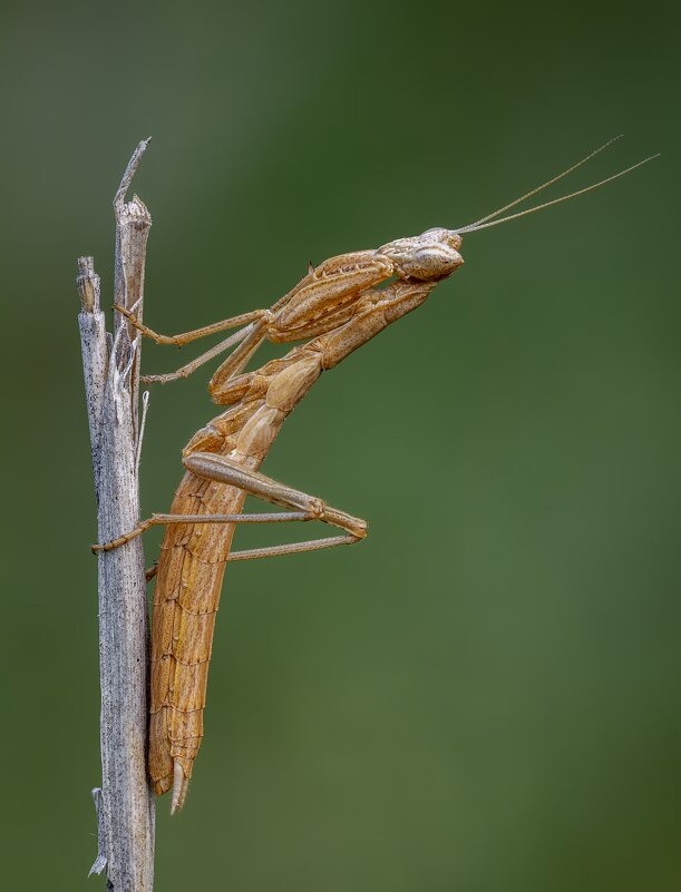 Богомол.(Ameles).Полувзрослая самка. - Александр Григорьев Богомол.(Ameles).Полувзрослая самка. - Александр Григорьев