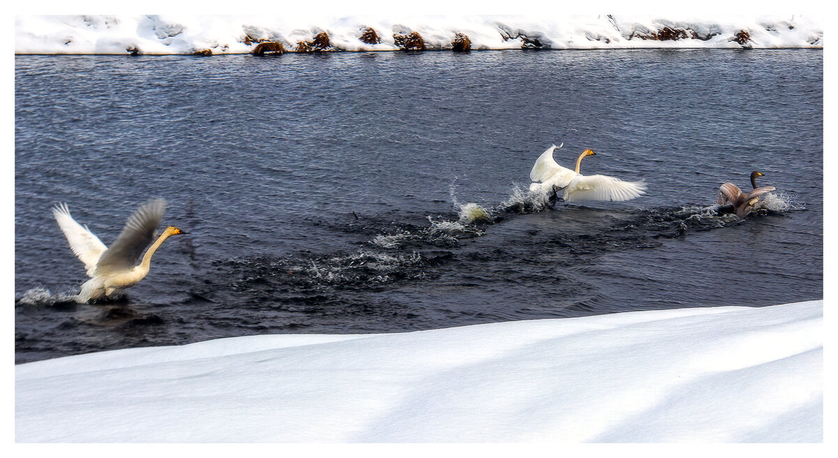 Лебеди - Николай 