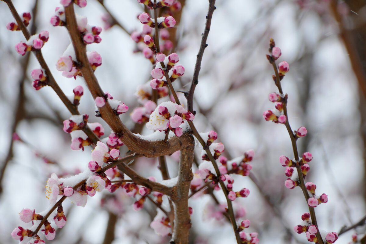 апрельская флора под снегом 4 - Александр Прокудин апрельская флора под снегом 4 - Александр Прокудин