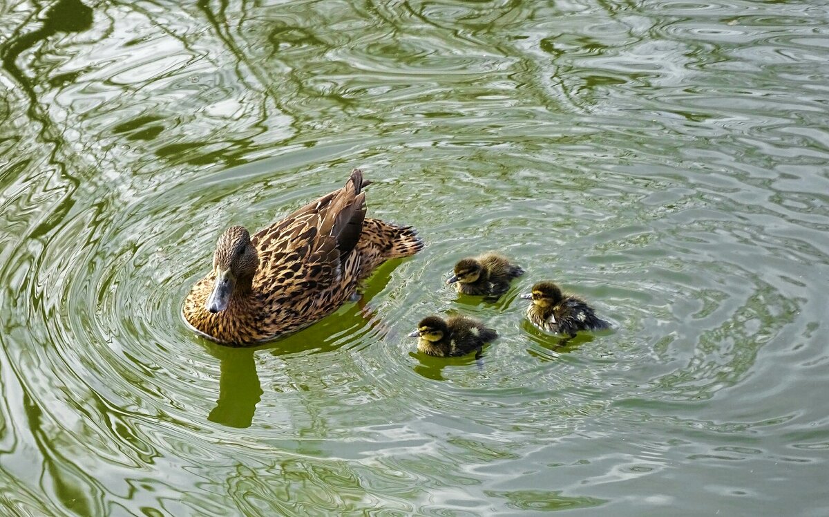 Кряква с утятами - Милешкин Владимир Алексеевич Кряква с утятами - Милешкин Владимир Алексеевич