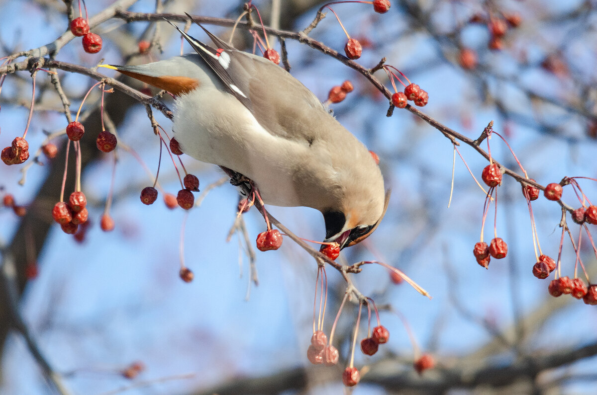 Свиристель. - Виктор Иванович Чернюк Свиристель. - Виктор Иванович Чернюк