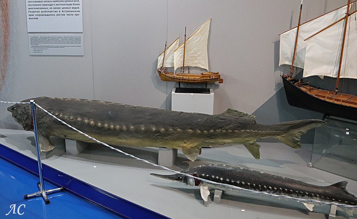 Осётр - Любовь Сахарова Осётр - Любовь Сахарова