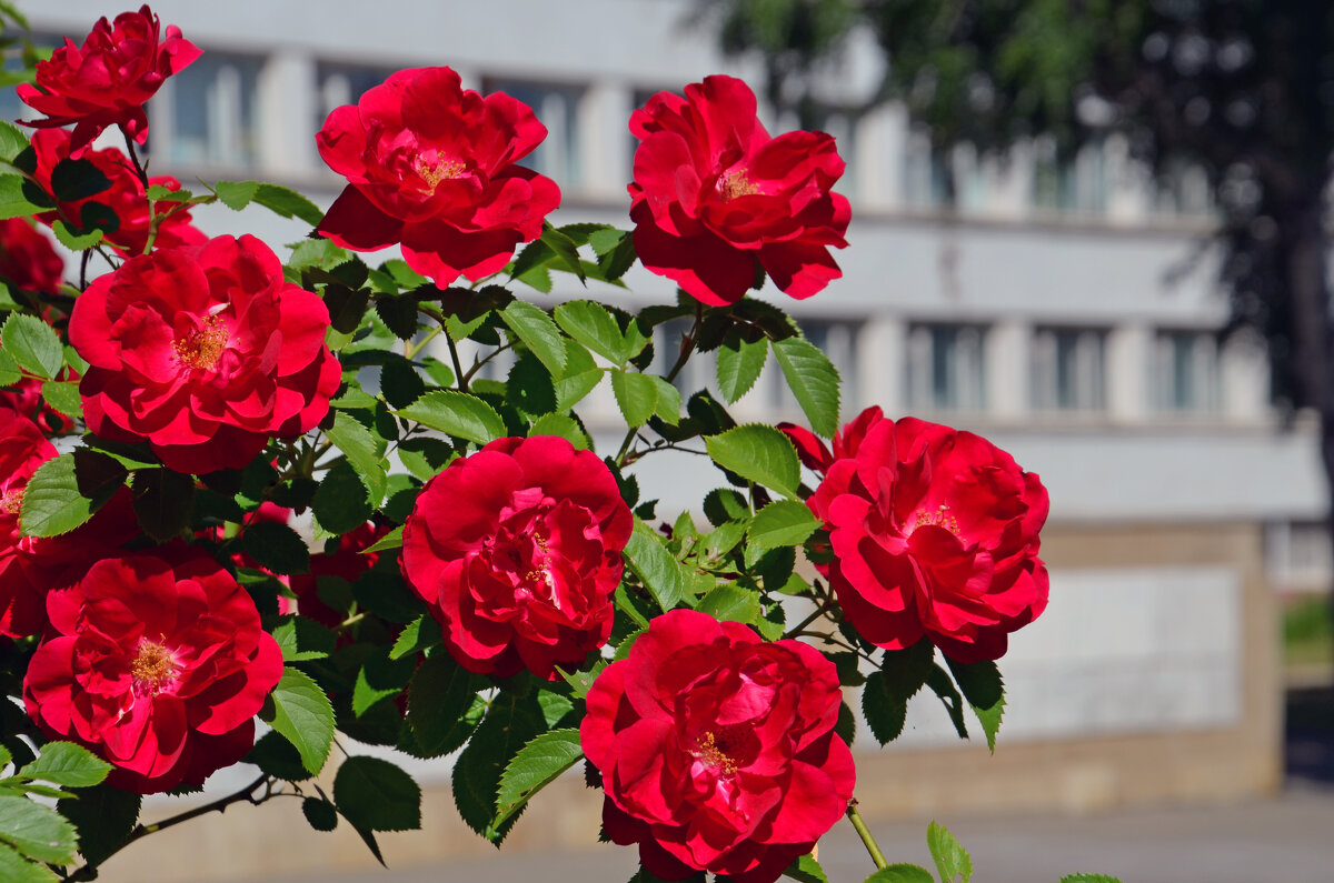 Куст красной розы - Сергей М 