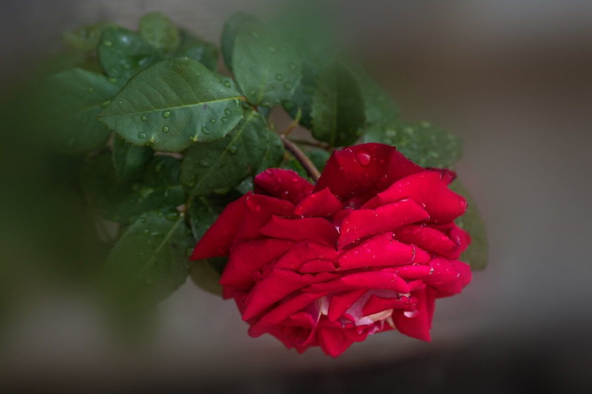 Роза - Игорь Сикорский Роза - Игорь Сикорский