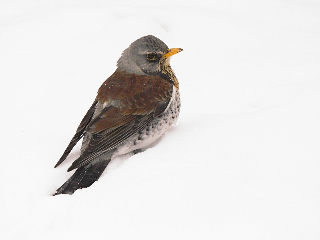 Зима вернулась. Бедные дрозды - Лина Зима вернулась. Бедные дрозды - Лина