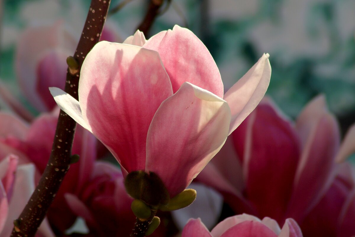 Доброе утро - Юрий. Шмаков