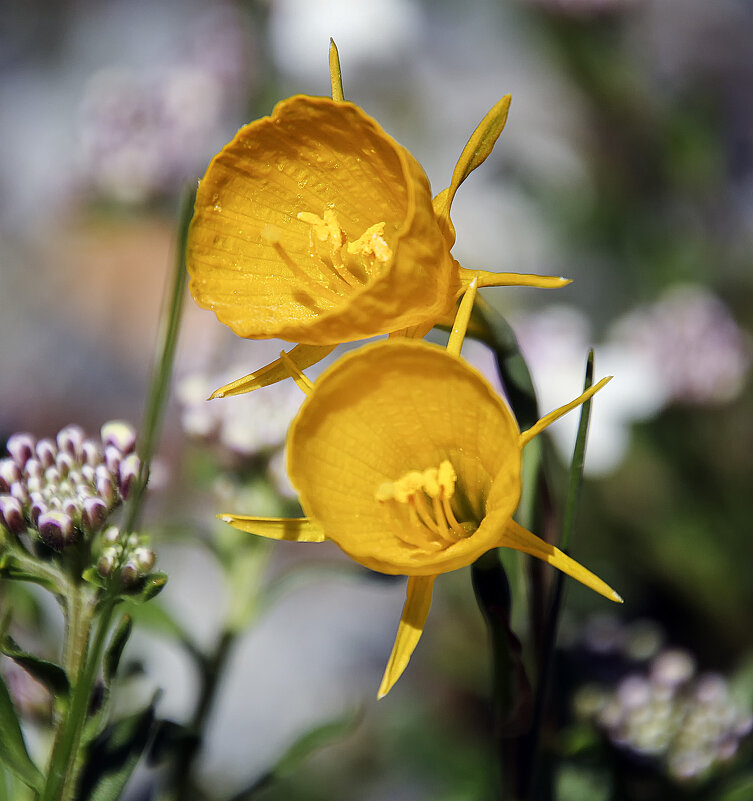 Зрелая юбка-нарцисс - Андроник Александр 