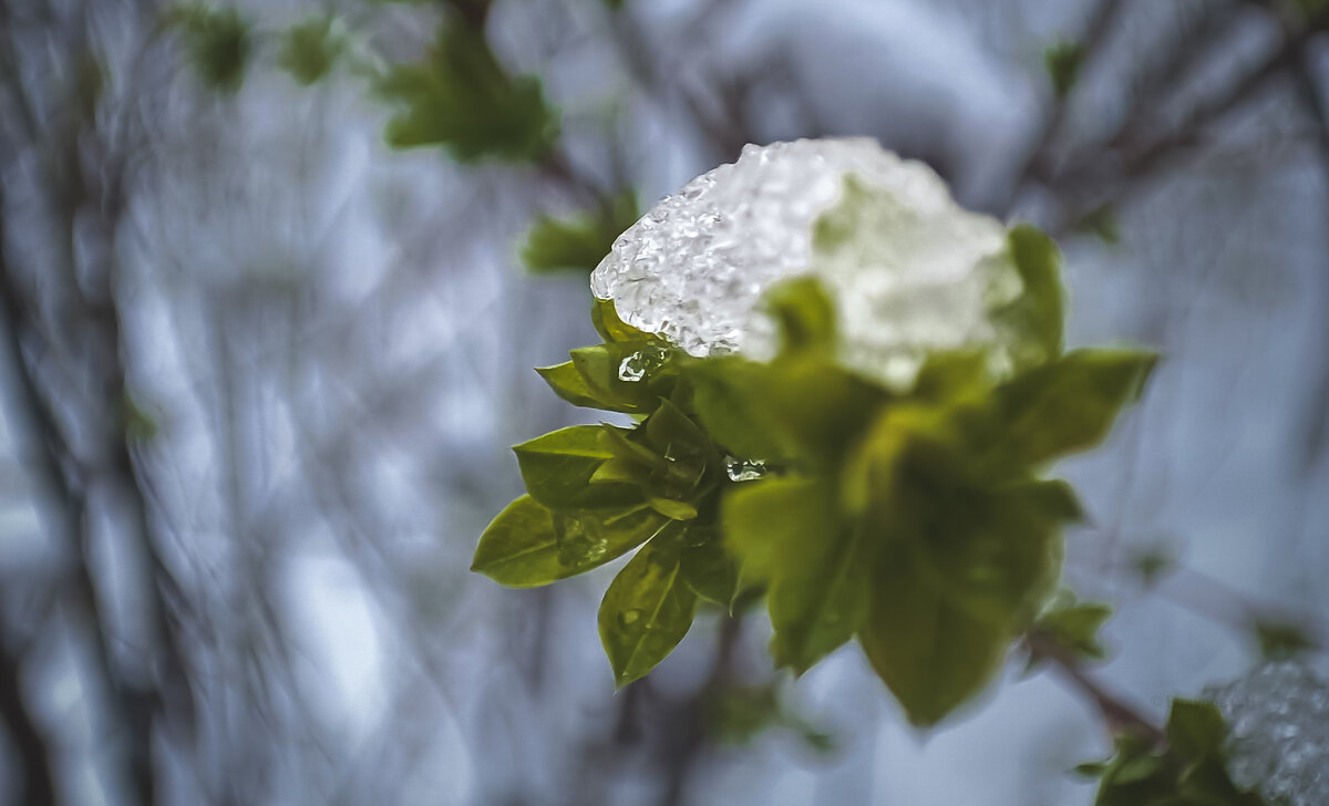 Весенняя зима - Sergei Vikulov Весенняя зима - Sergei Vikulov