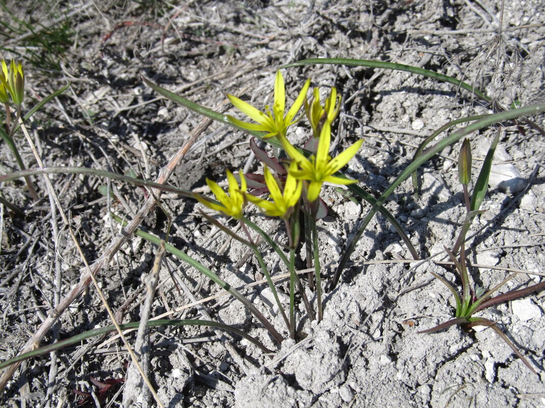 Ах, апрель ! - Елена Шаламова Ах, апрель ! - Елена Шаламова