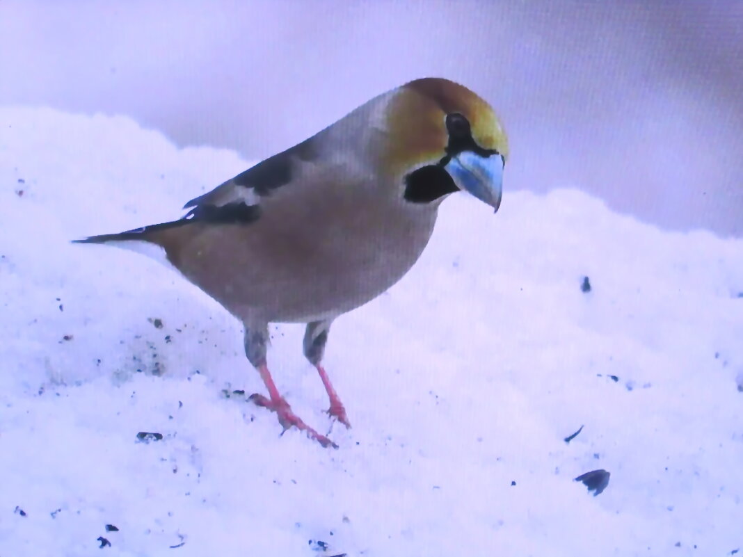 Новый гость. Дубонос. - Людмила Смородинская