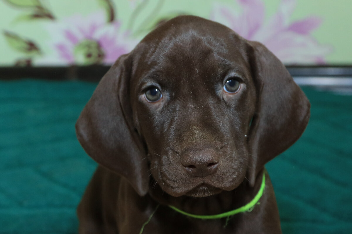 когда уже придет? - Павел Кошалеф