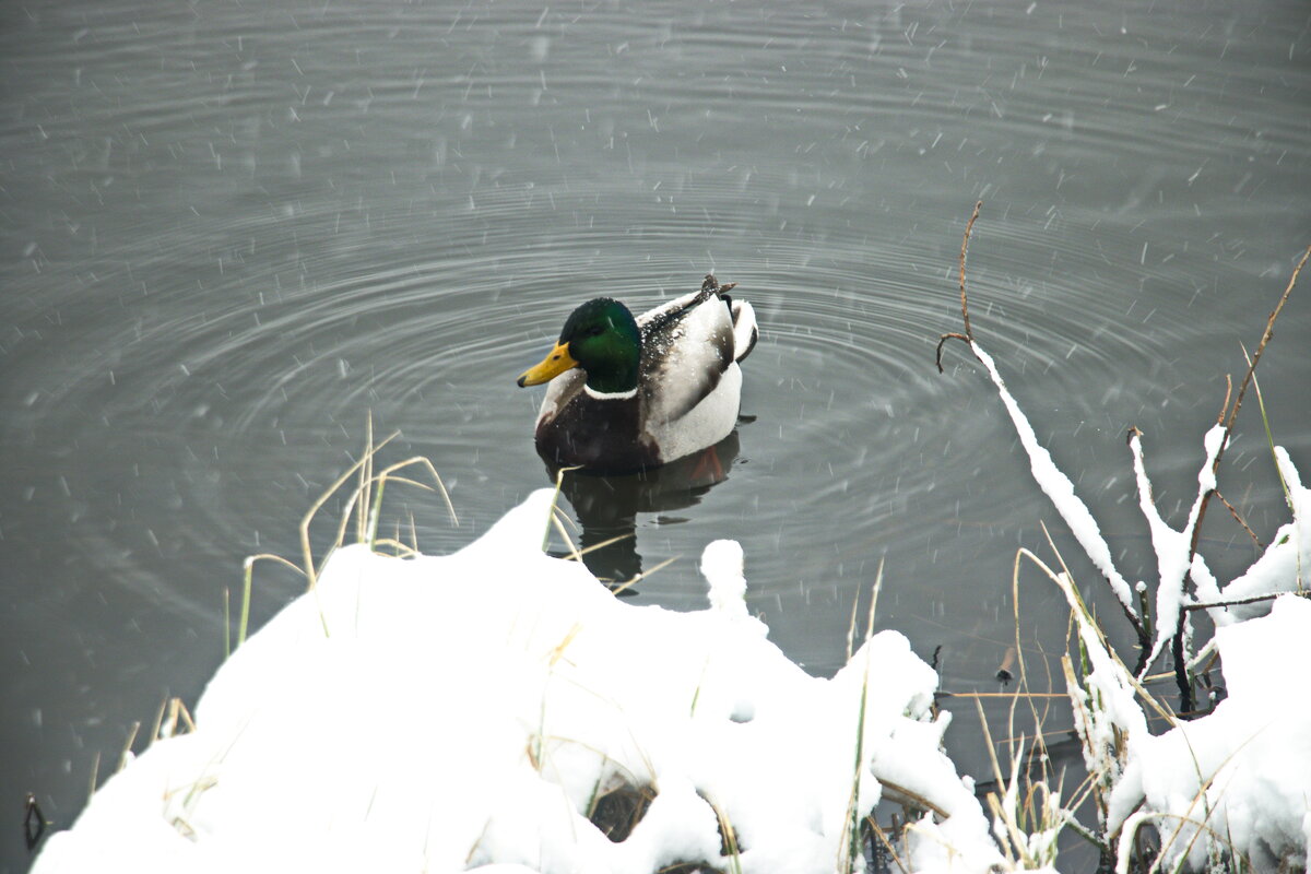 бедные утки - Владимир Зырянов