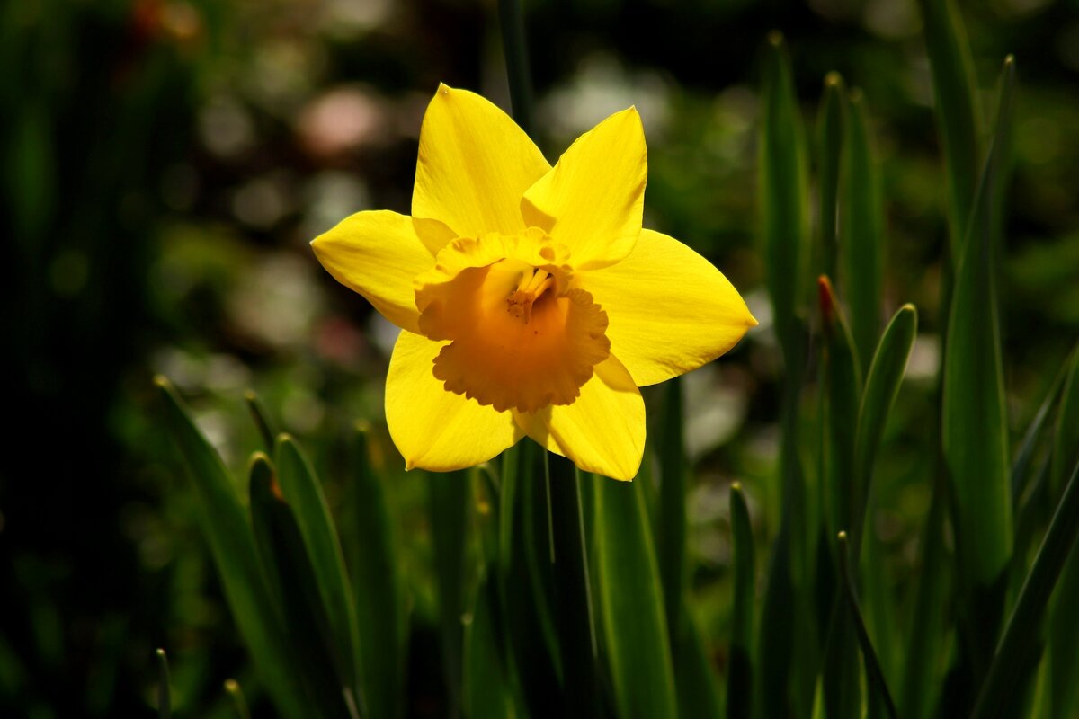 Солнечный - Юрий. Шмаков