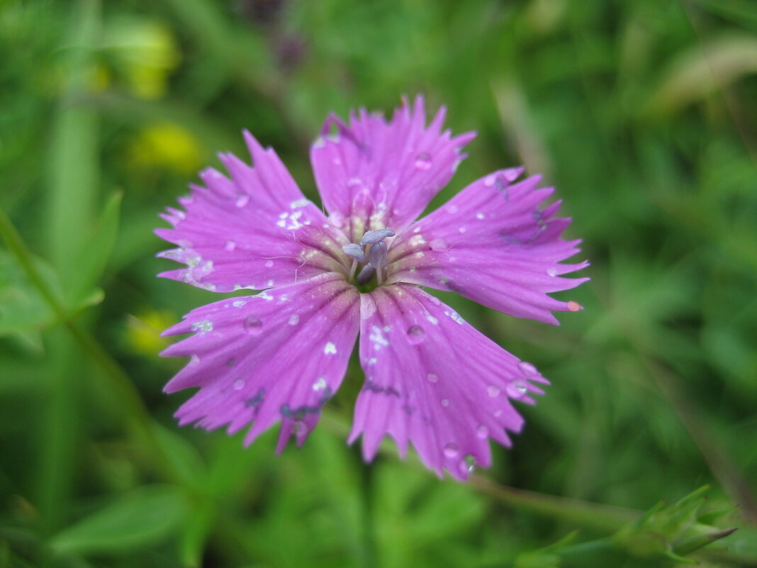 Гвоздика - Anna Ivanova