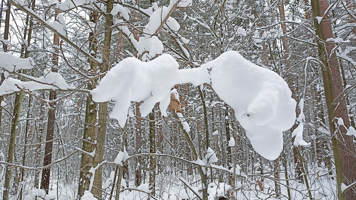 На деревьях - Татьяна Тюменка