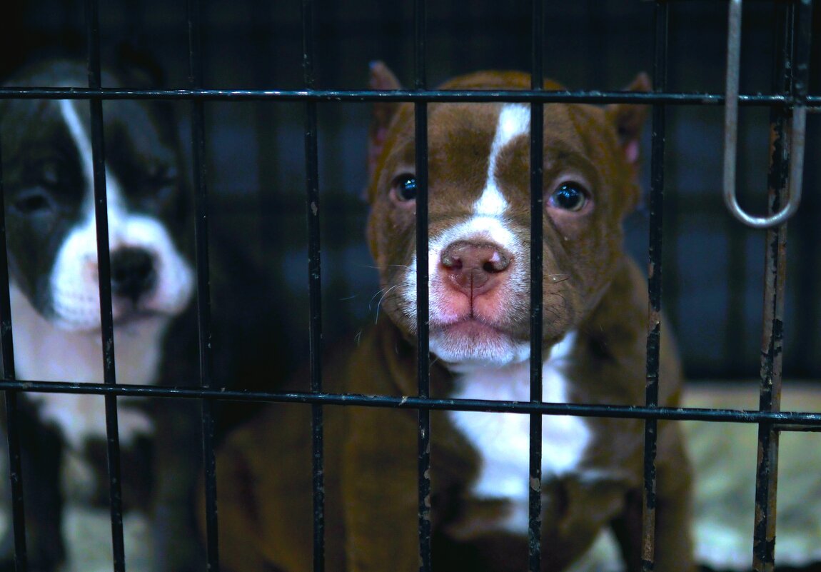 За решеткой - Магомед .