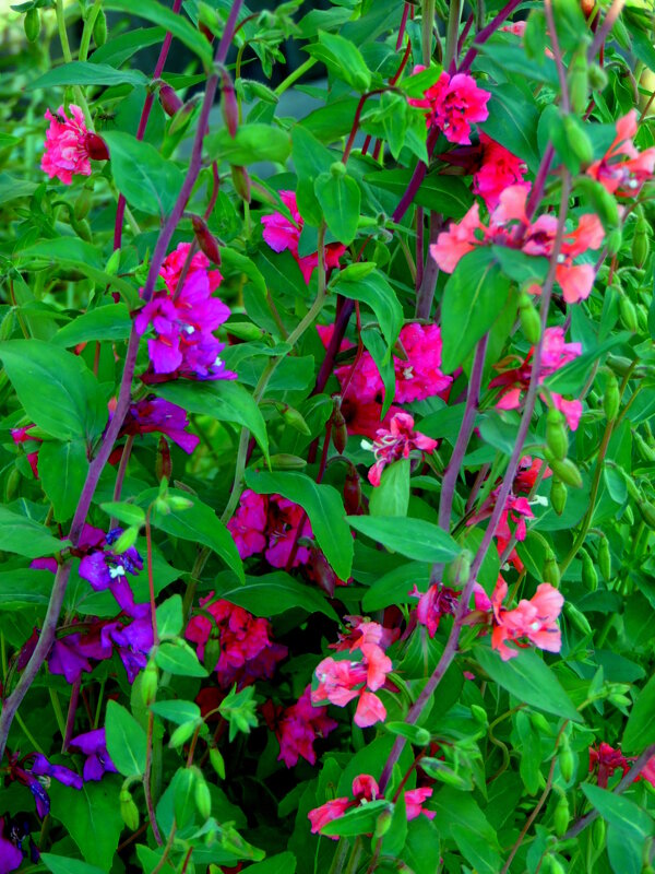 Кларкия. - nadyasilyuk Вознюк