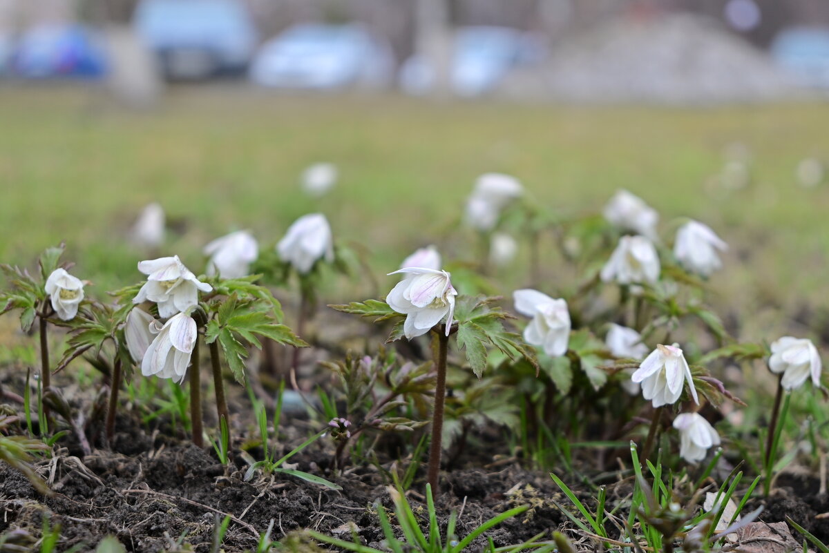Весеннее настроение - Владислав Левашов