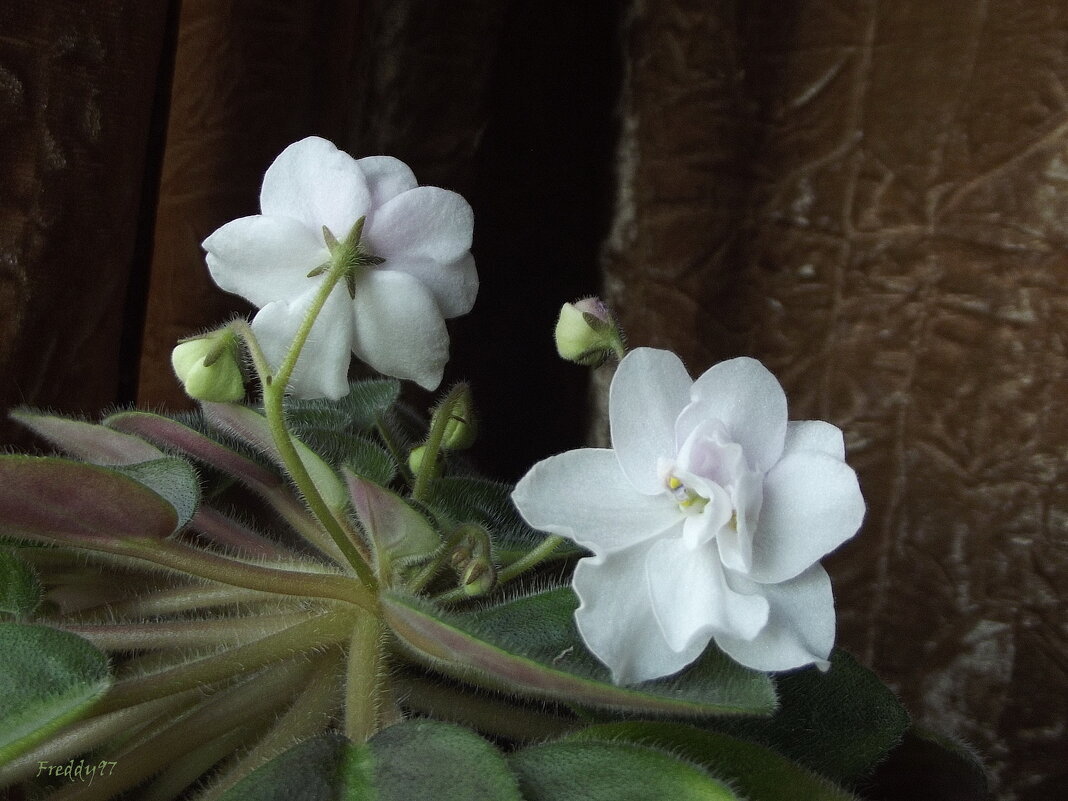 Фиалка - Freddy 97