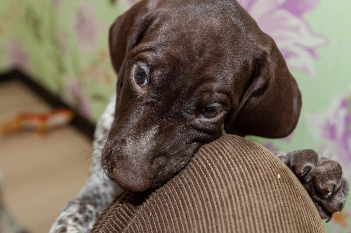 дети есть дети,  и дети животных - Павел Кошалеф