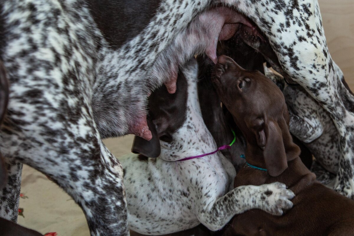 псята - Павел Кошалеф